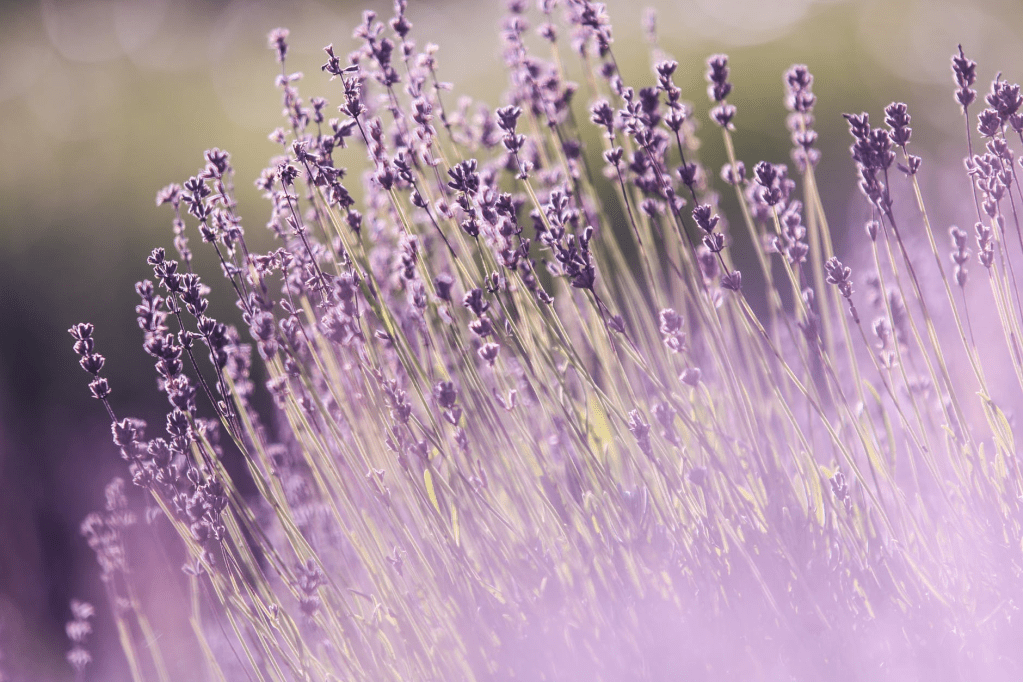 A close up of lavender plants growing in a field.