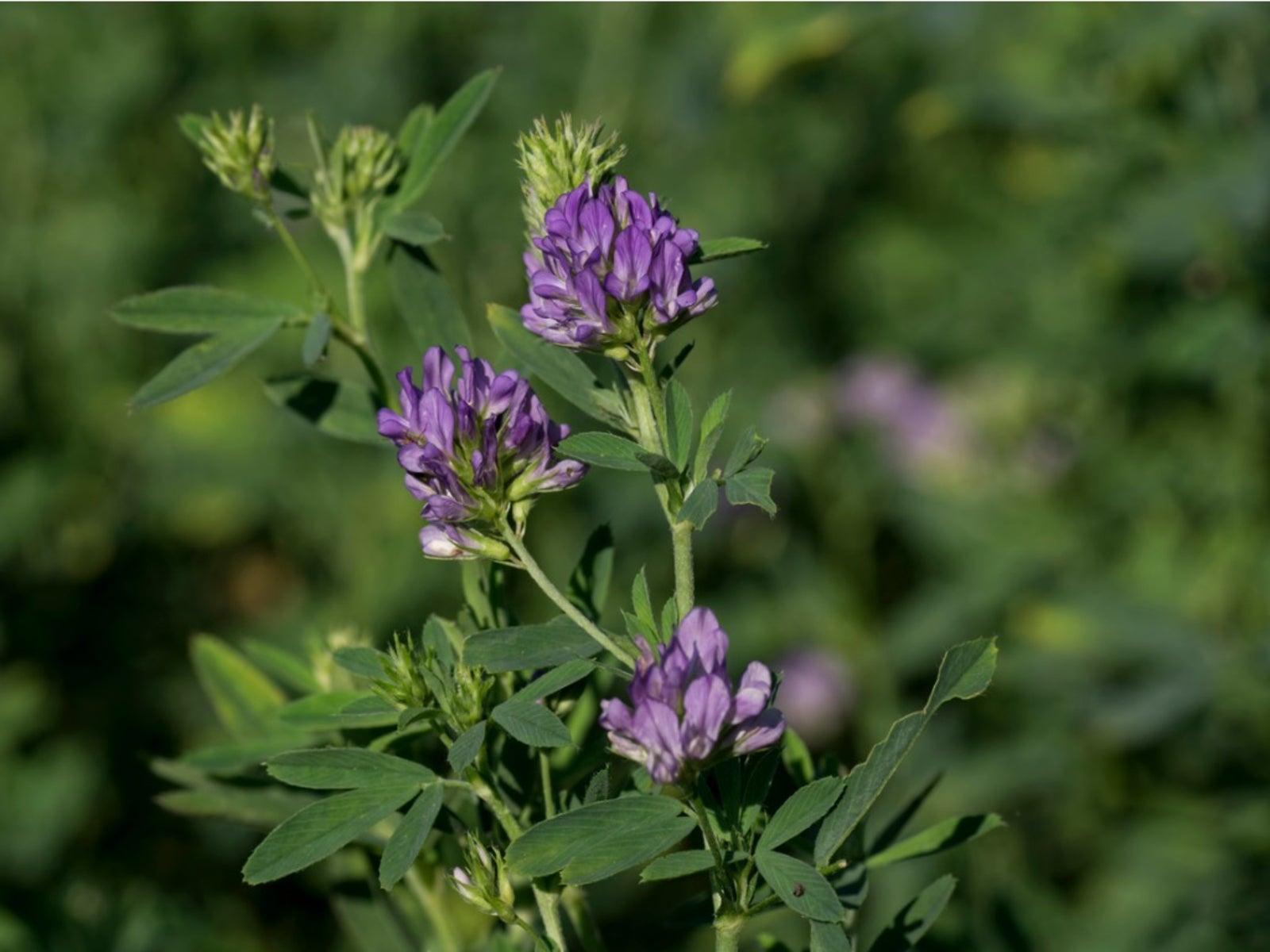 Alfalfa blooming in a field.