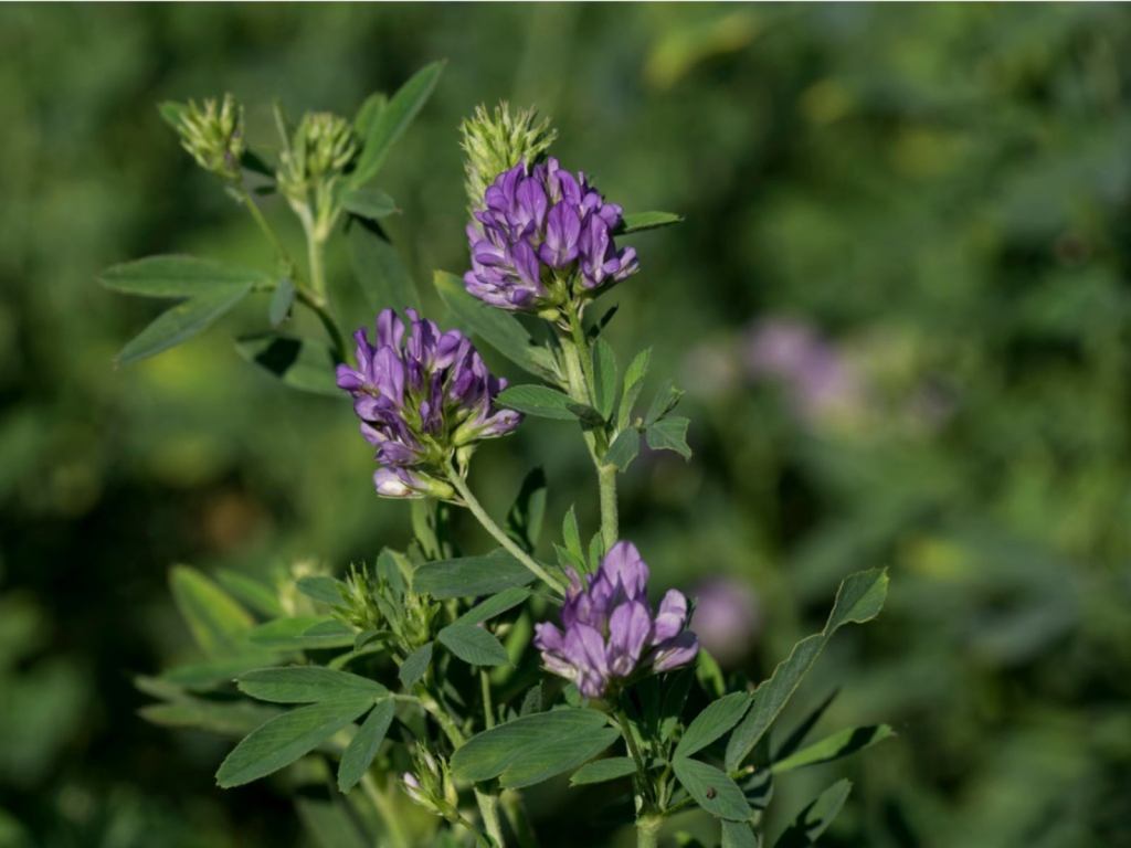 🌿 Herbal Spotlight: Alfalfa