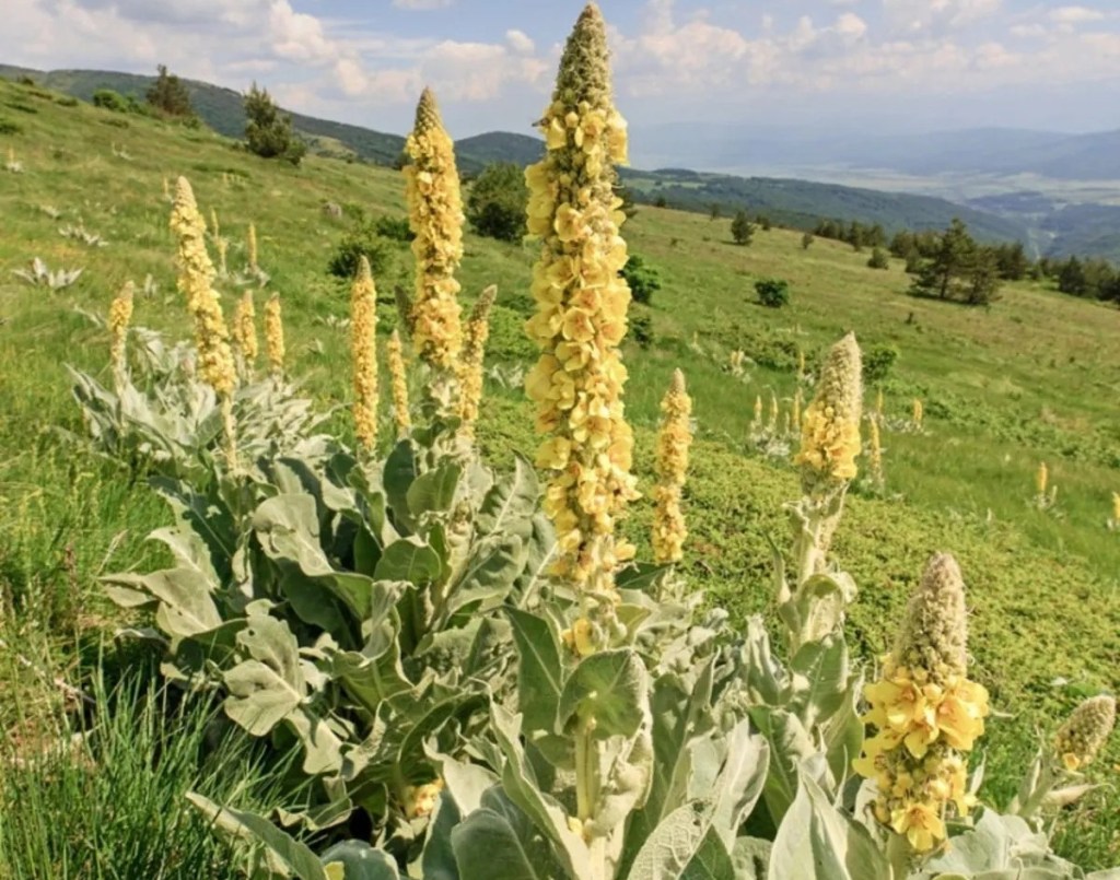 A tall mullein plant in bloom growing in a sunny field.