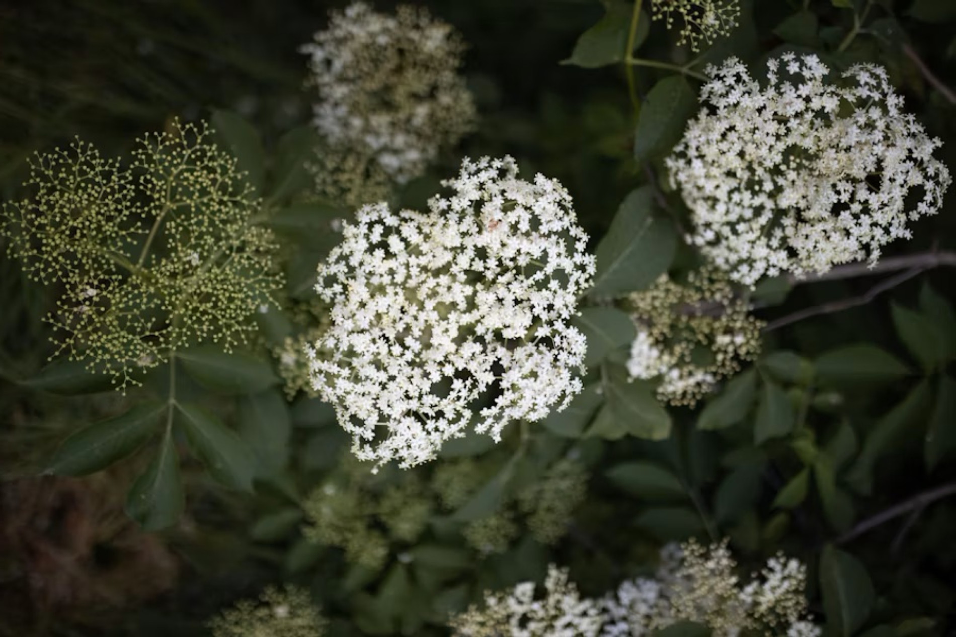 Elderberry bush close up of flower clusters.