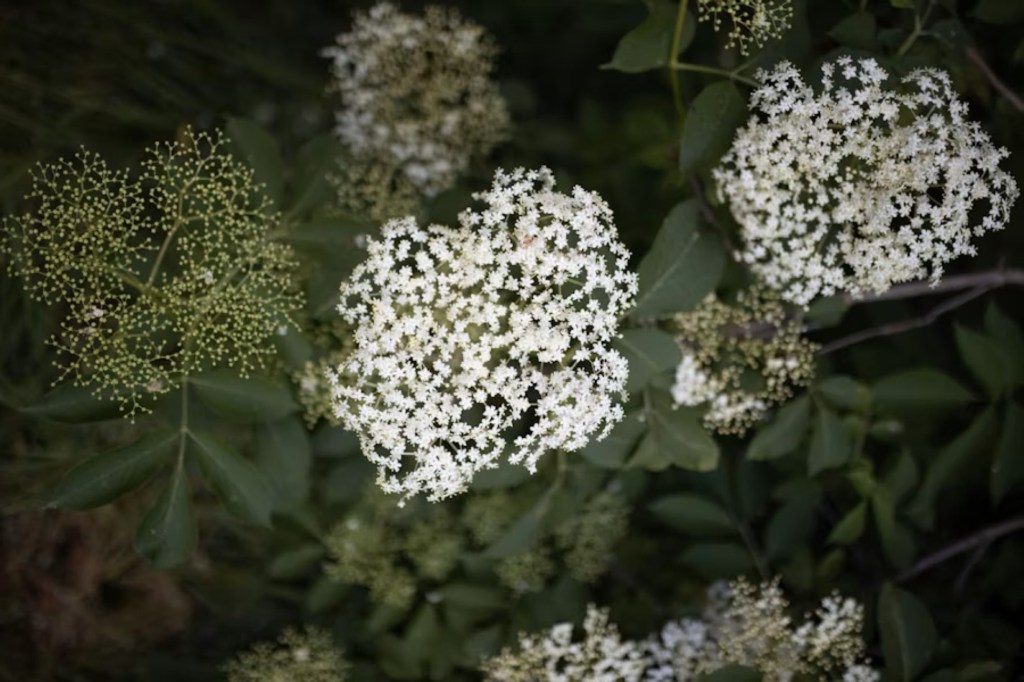 Elderberry bush close up of flower clusters.