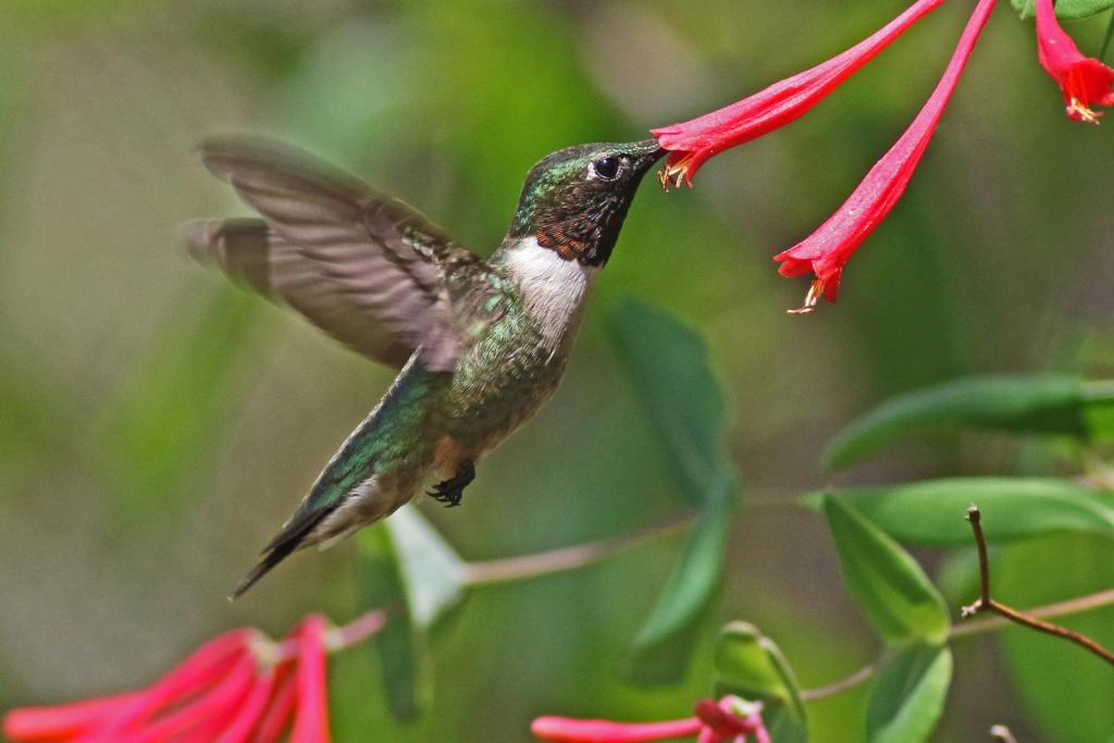 A red throated hummingbird drinking from a red trumpet flower.