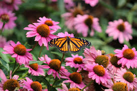 Close up of echinacea flowers in a field with a butterfly.