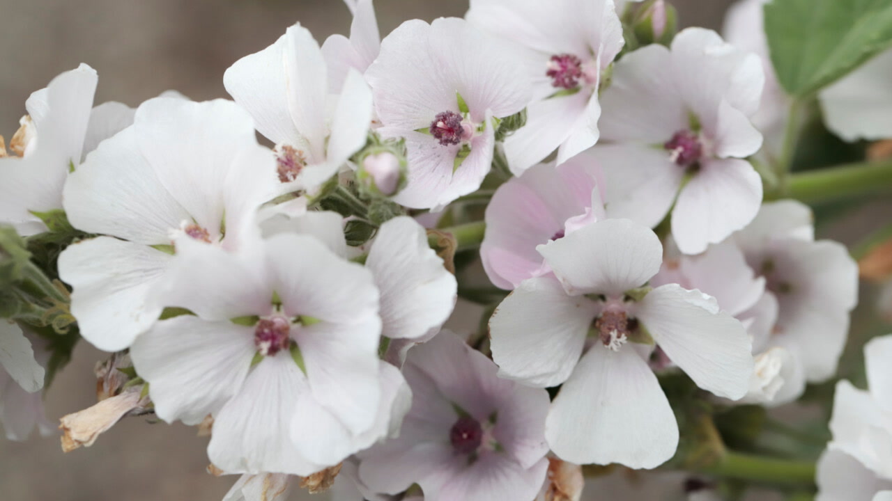 Close up of marshmallow plant flowers.