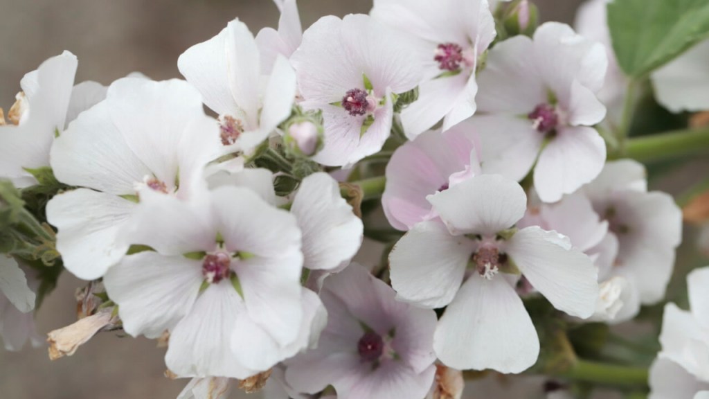 Close up of marshmallow plant flowers.