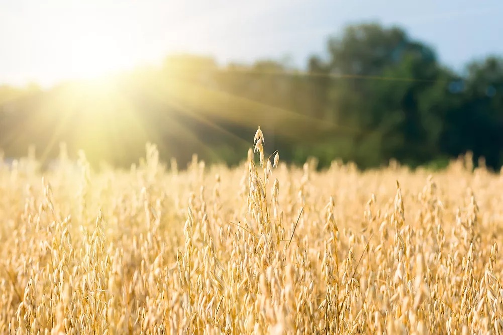 🌾Herbal Spotlight: Oat Straw