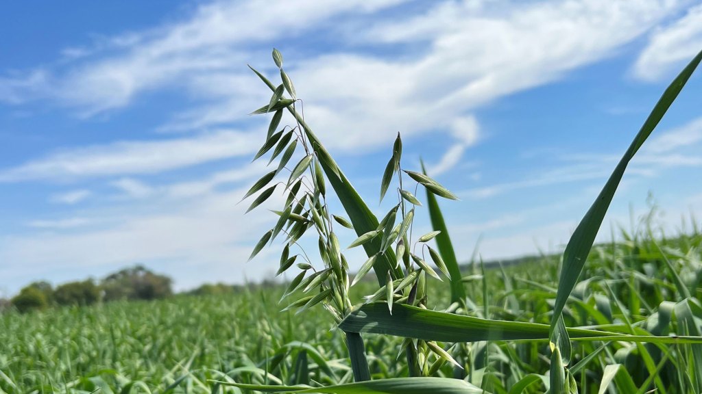 Close up of oat plant in a field of oats.