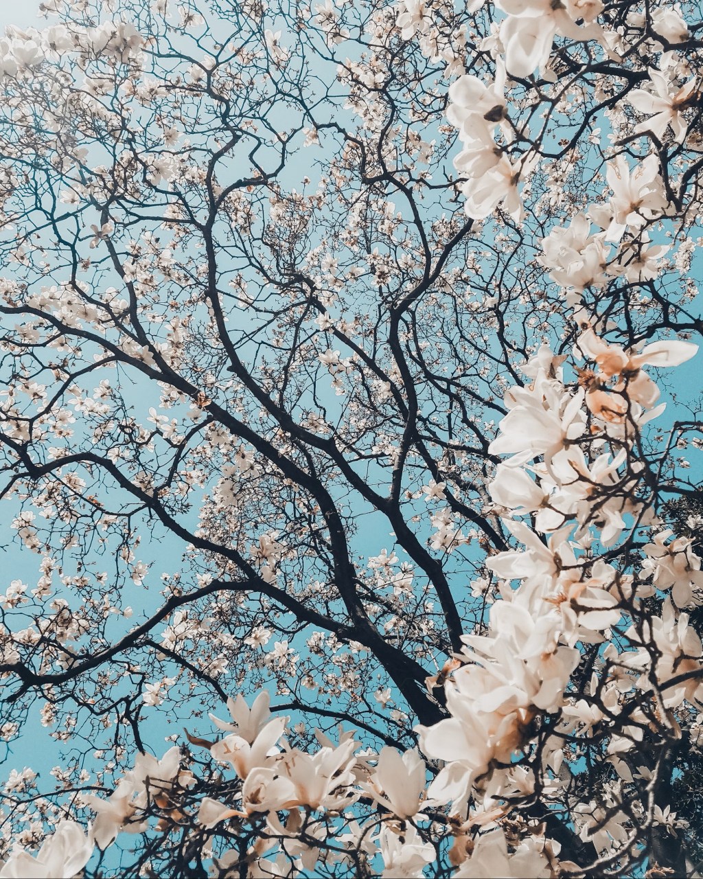 Close up of cherry tree blossoms.