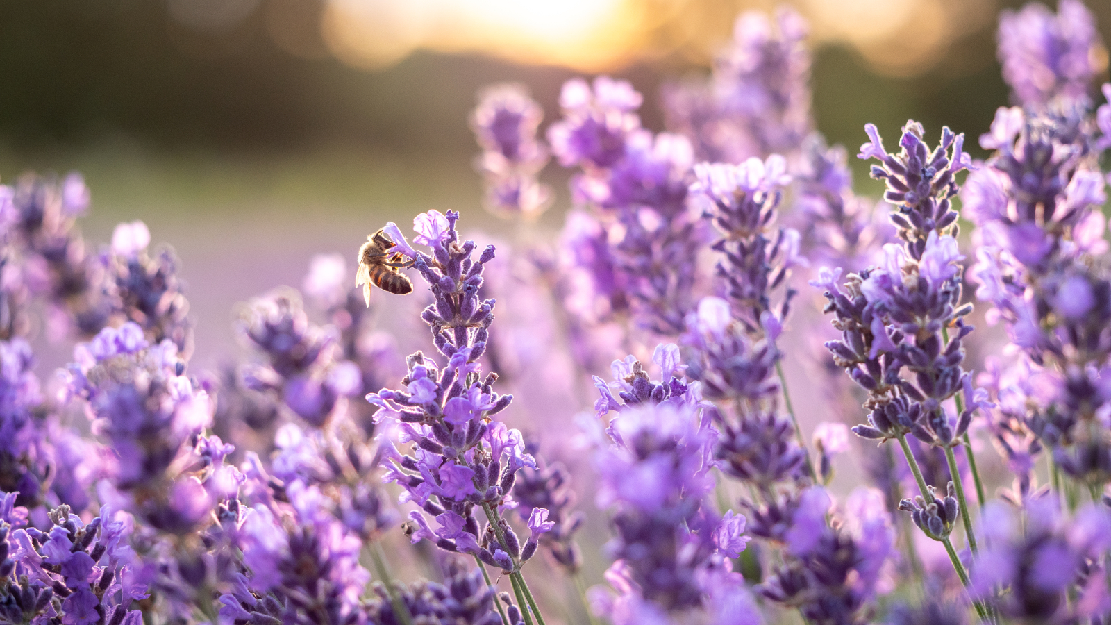 Close up of a bee on lavender sprig growing in a field.