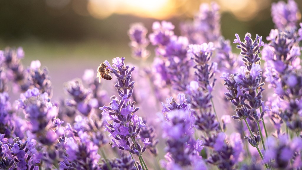 Close up of a bee on lavender sprig growing in a field.