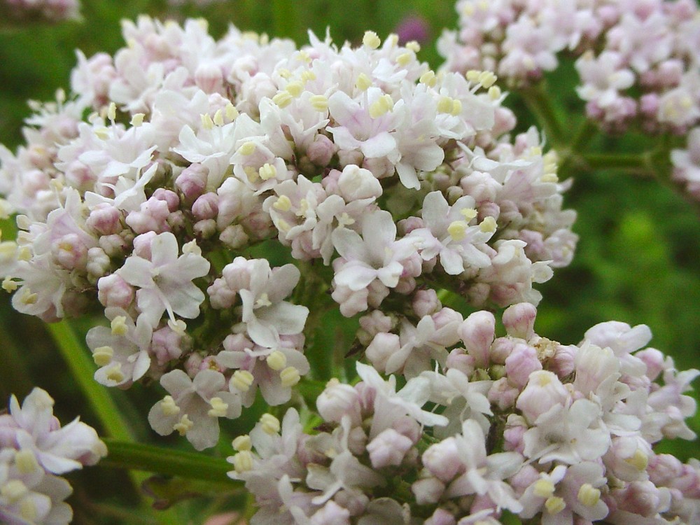 Close up of a cluster of flowers on a valerian plant.