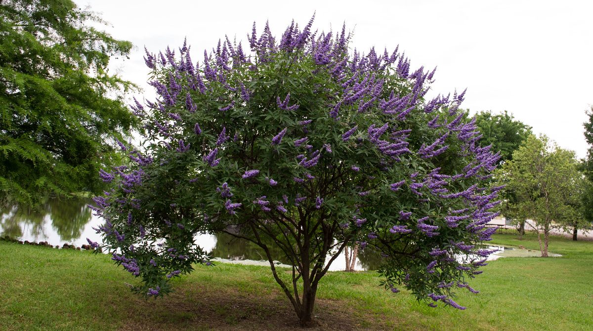 A chasteberry (vitex) tree outside near a pond blooming with purple flowers.