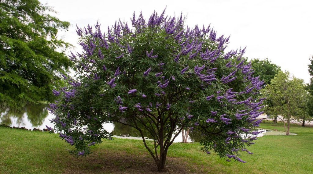 A chasteberry (vitex) tree outside near a pond blooming with purple flowers.
