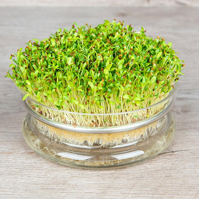 A small clear container of alfalfa sprouts growing.