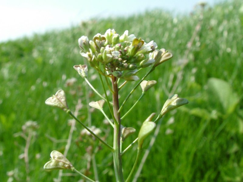 🌿 Herbal Spotlight: Shepherd’s Purse