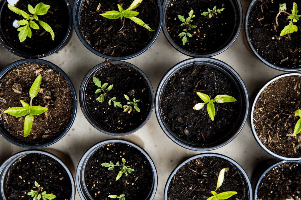 🌿 A Simple Guide to Creating a Backyard&nbsp;Apothecary