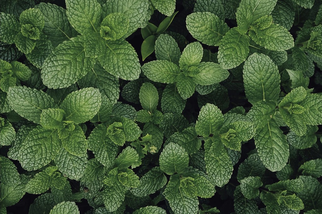 lemon balm