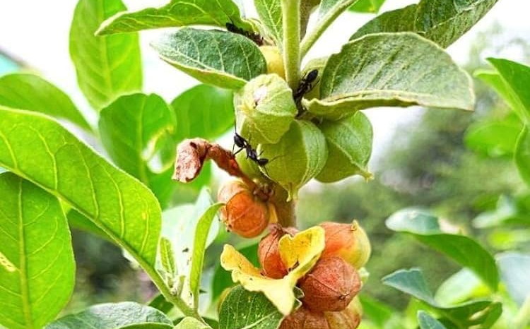 Herbal Spotlight: Ashwagandha&nbsp;Root