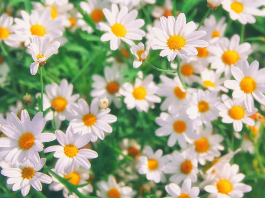 How to Turn Your Garden Into a Natural Medicine Cabinet – beginner&nbsp;guide