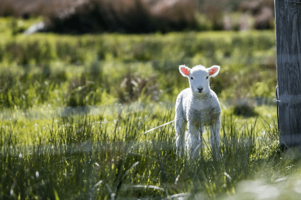 A lamb in a green field