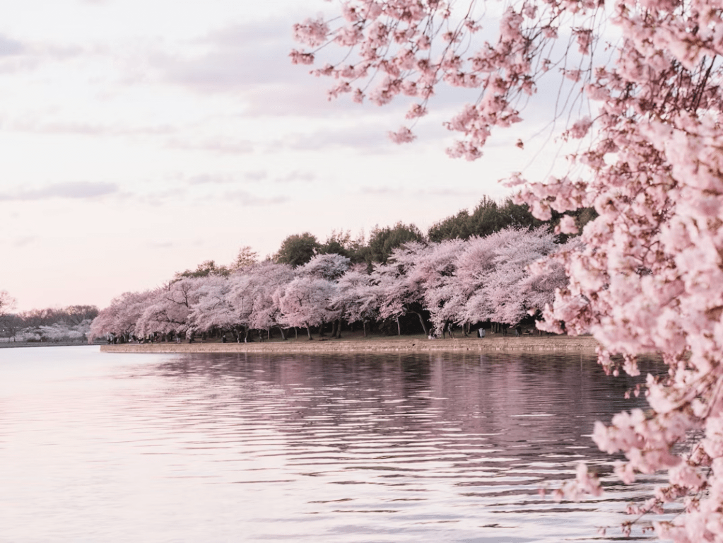 Spring: A Time to Move Forward – with tonic recipes to&nbsp;help